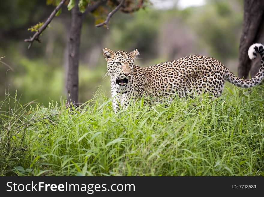 Leopard In Tall Grass