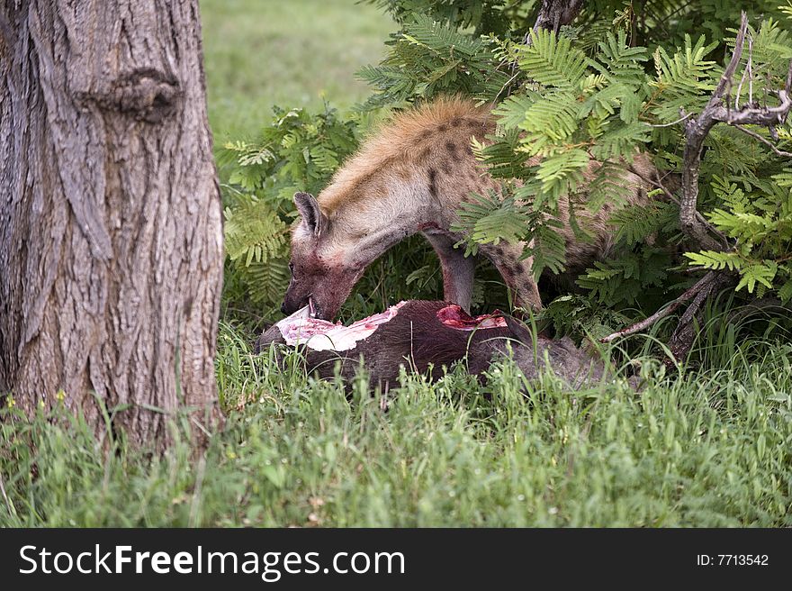Hungry hyena are eating dead animal
