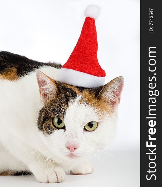 Spotted cat and a santa hat, isolated