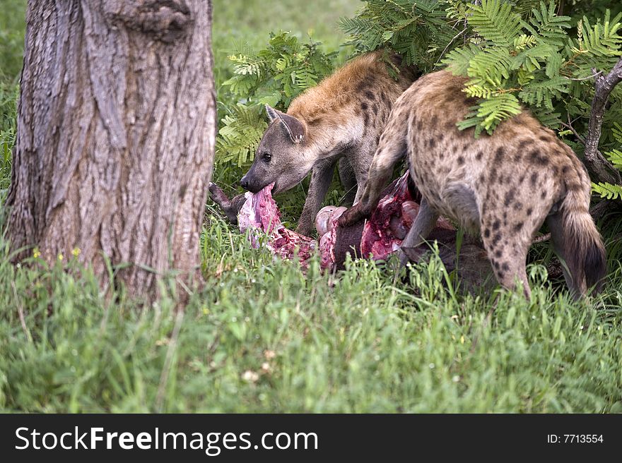 Two Hungry hyenas are eating dead animal