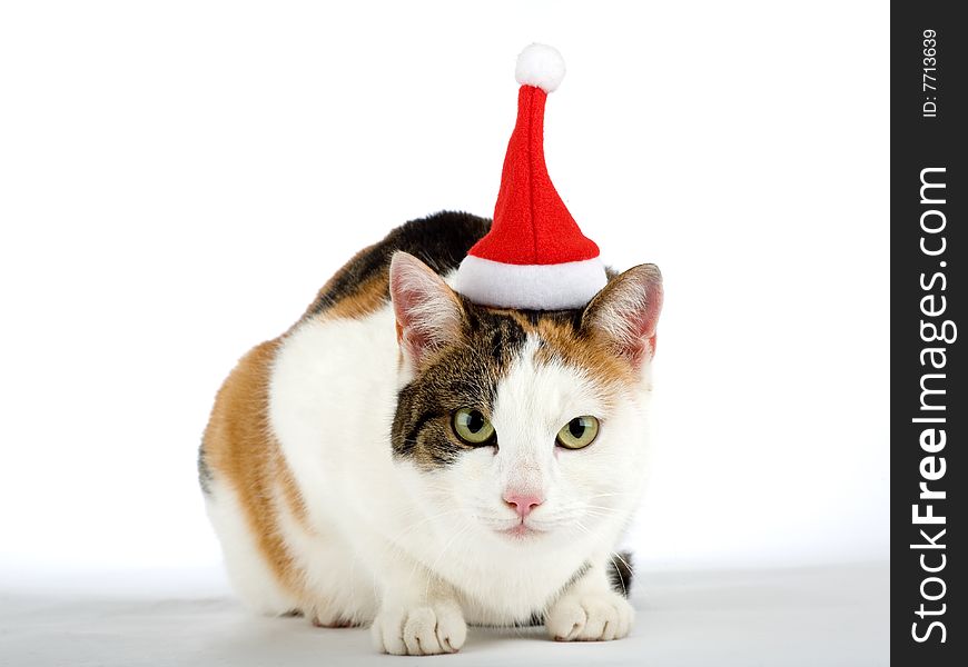 Spotted cat and a santa hat, isolated