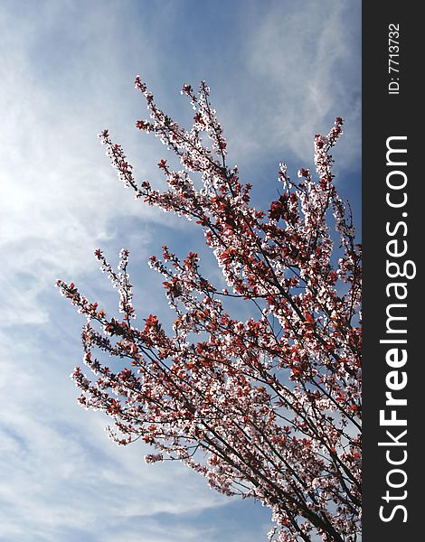 Flowering spring tree in a sunny day. Flowering spring tree in a sunny day