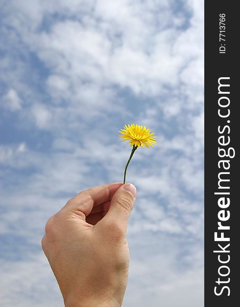 Hand holding a flower in a cloud spring day. Hand holding a flower in a cloud spring day