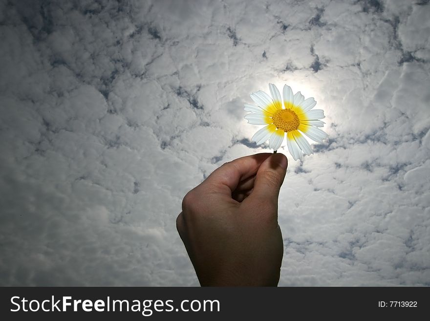 Hand holding a flower in a cloud spring day. Hand holding a flower in a cloud spring day