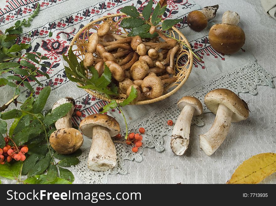 Composition from mushrooms on a table-cloth