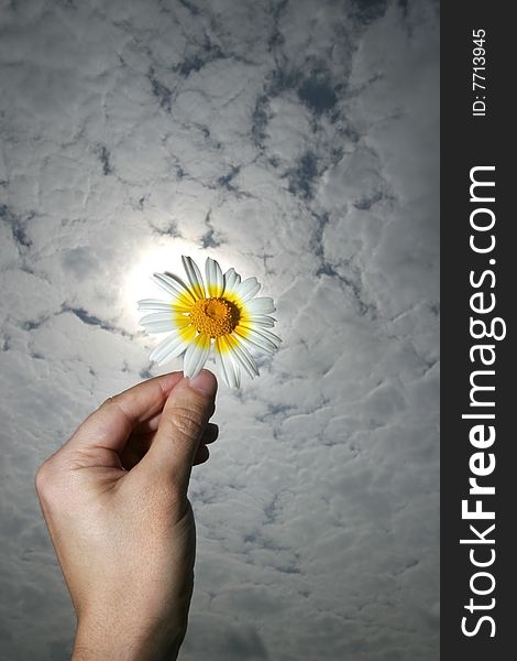 Hand holding a flower in a cloud spring day. Hand holding a flower in a cloud spring day