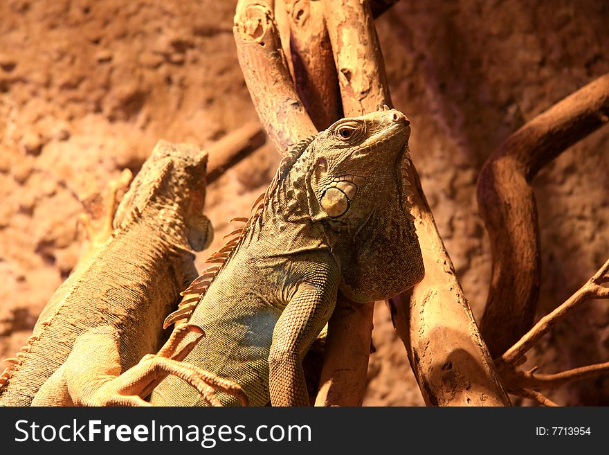 Photo of the beautiful sand colored lizard