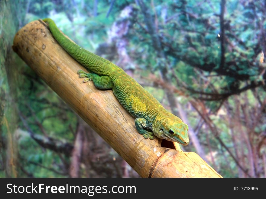 Lizard sitting on hot tree outdoors