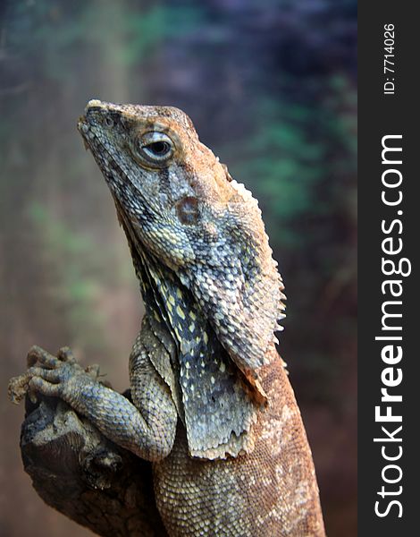 Lizard sitting on hot rock outdoors