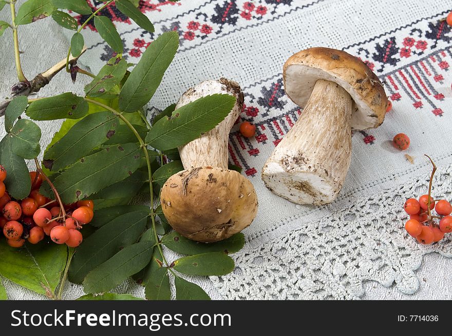 Wild ash and two mushrooms on a table -cloth