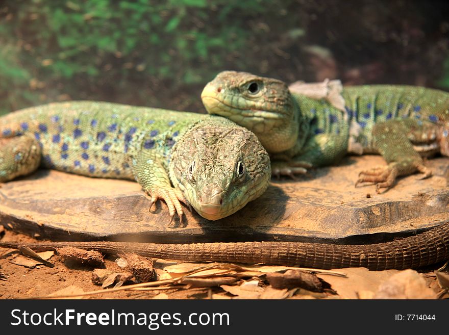 Photo of two green lizards