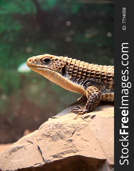 Lizard sitting on hot rock outdoors