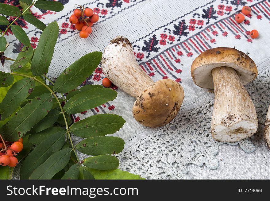 Wild ash and two mushrooms on a table-cloth