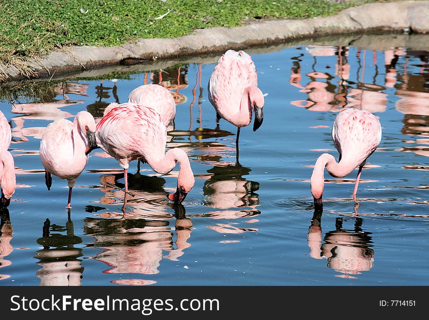 A group of flamingo's walking through water. A group of flamingo's walking through water