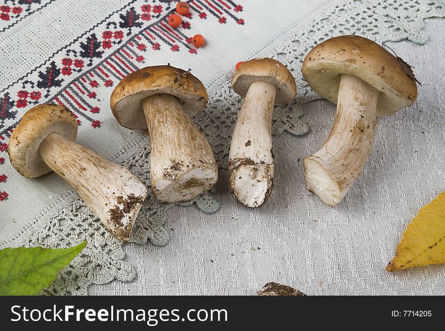 Four mushrooms on a table-cloth