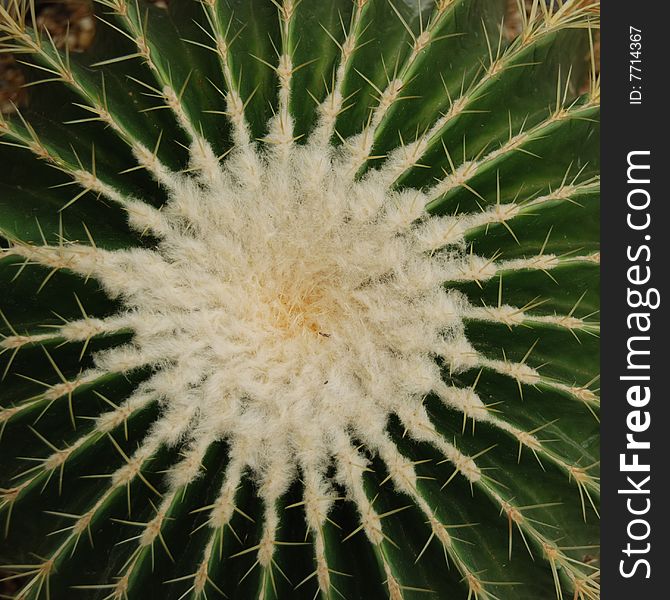 Close shot of a cactus