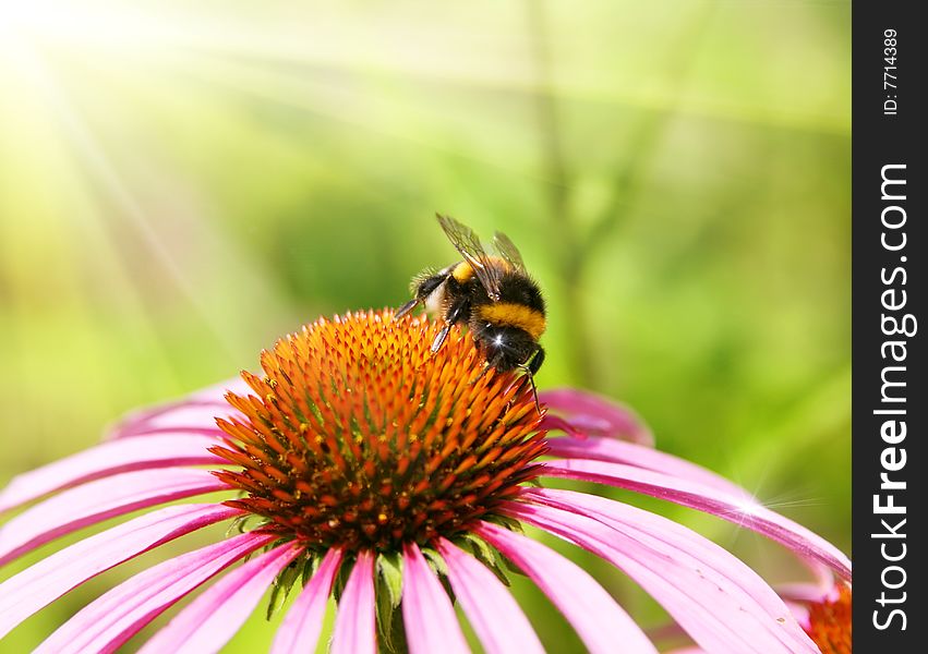 Bumblebee on a flower sunny sumer day