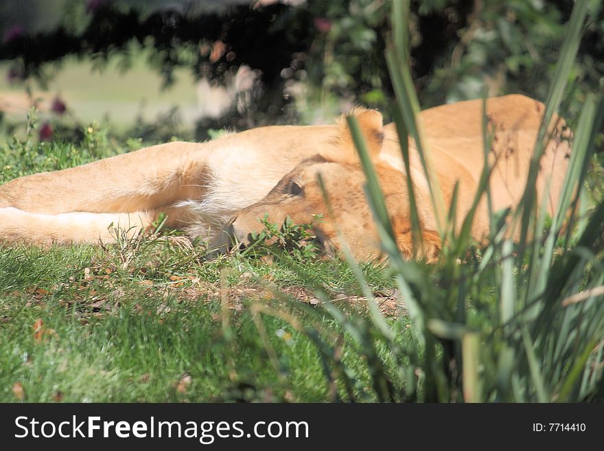 Lion laying in the grass sleeping. Lion laying in the grass sleeping