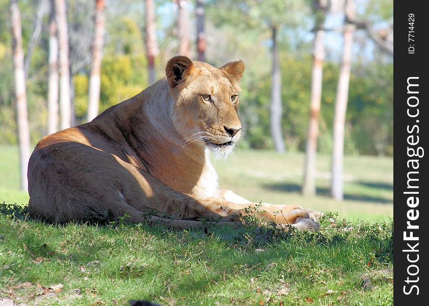 Lion laying in the grass watching his prey. Lion laying in the grass watching his prey