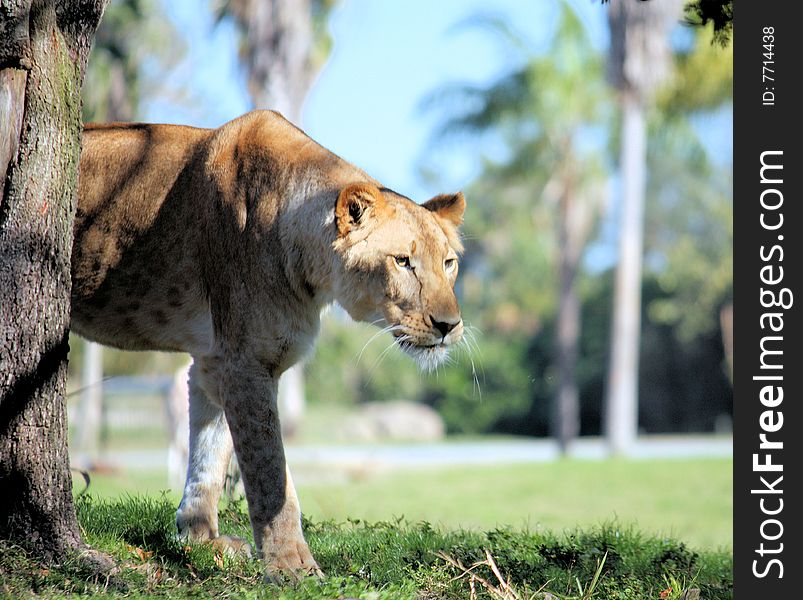 Lion walking through grass watching his prey