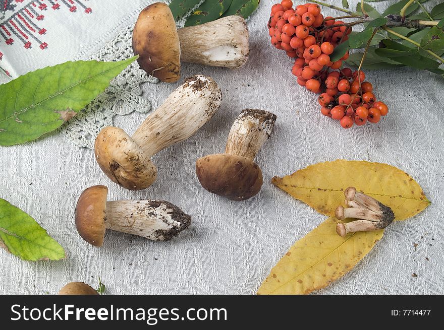 Mushrooms and wild ash on a table-cloth