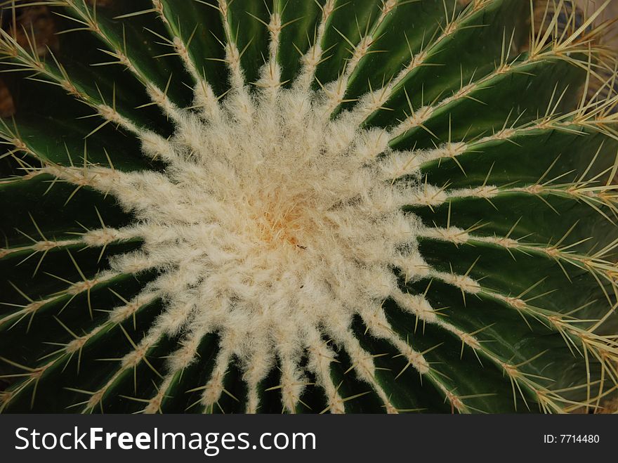 Close shot of a cactus