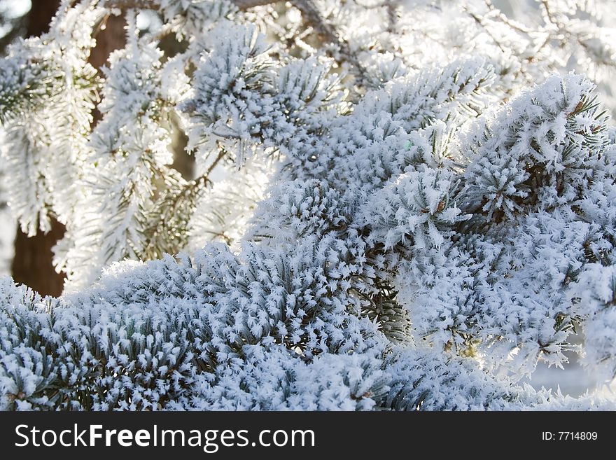 Freeze winter in snowy forest