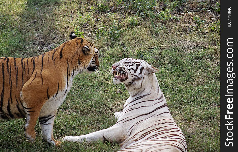 Two tigers, having a fight