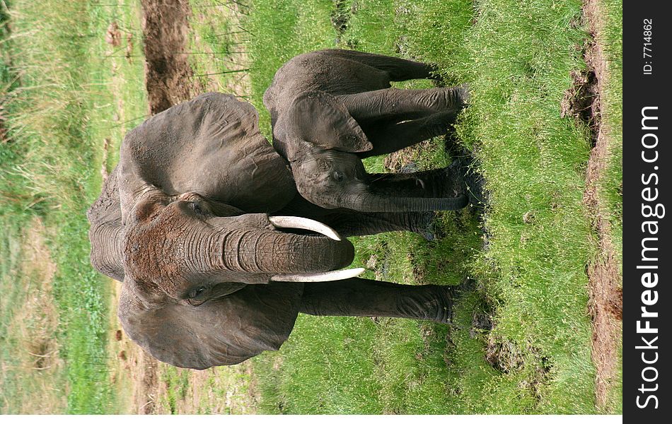 Mother And Baby Elephant