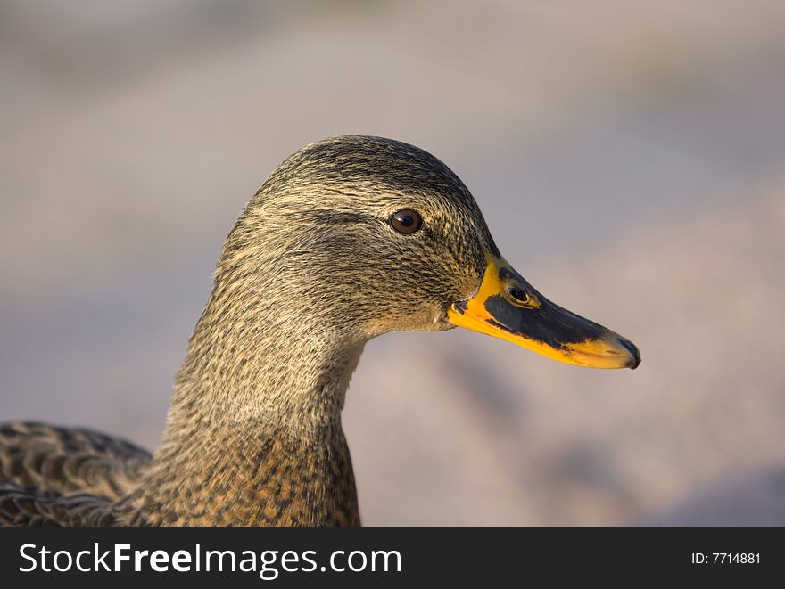 Duck Portrait