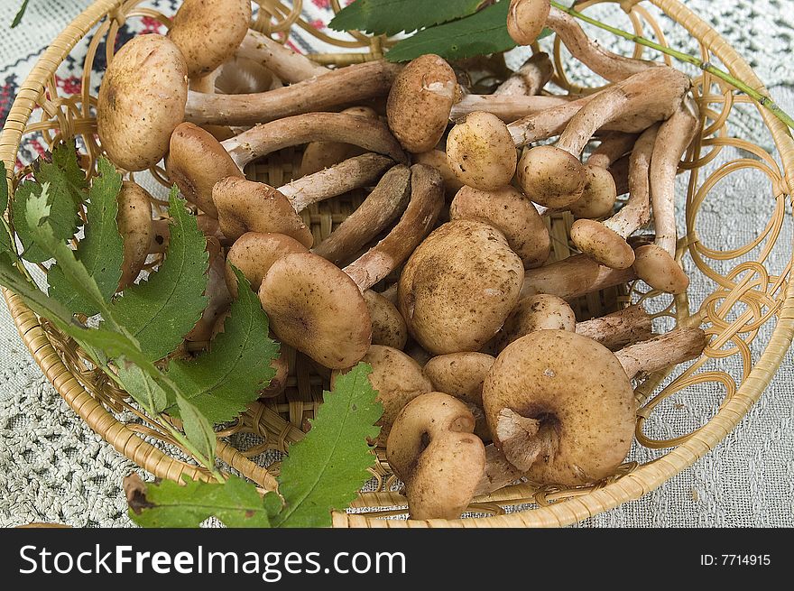 A lot of mushrooms is in a basket