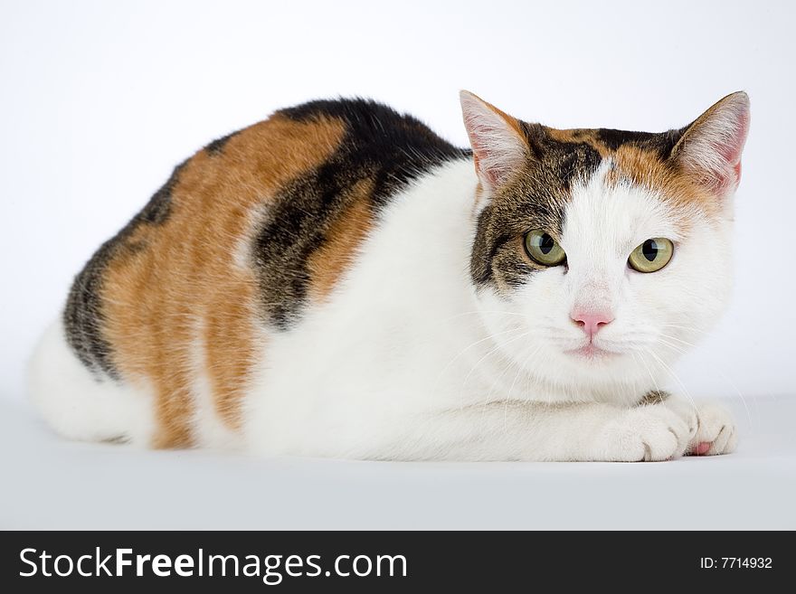 Spotted cat, isolated on white background