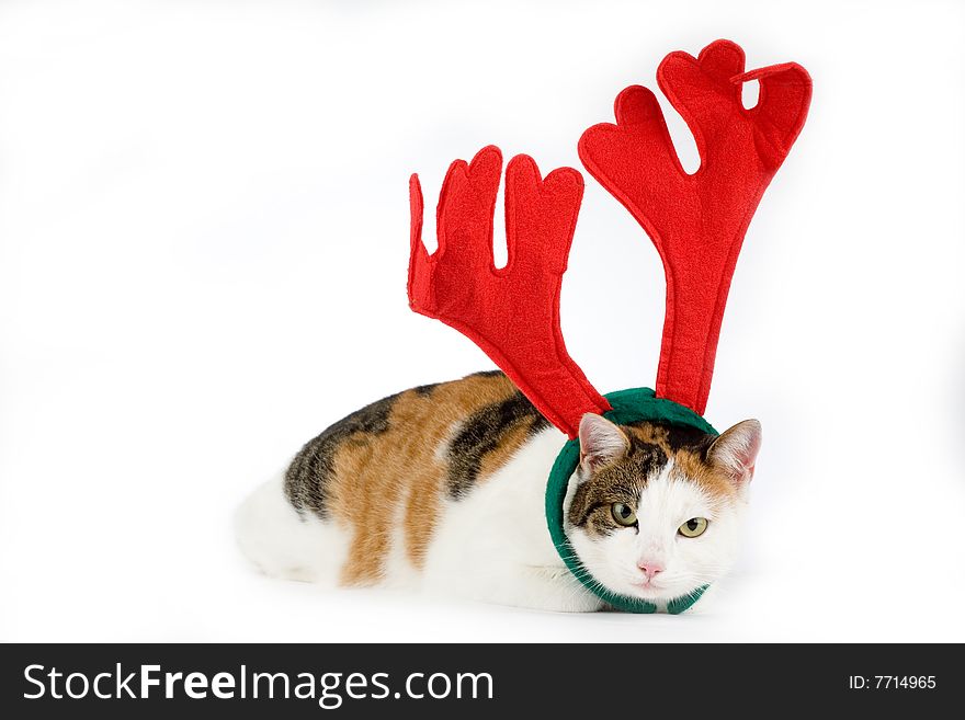 Cat dressed as a reindeer, isolated on white background