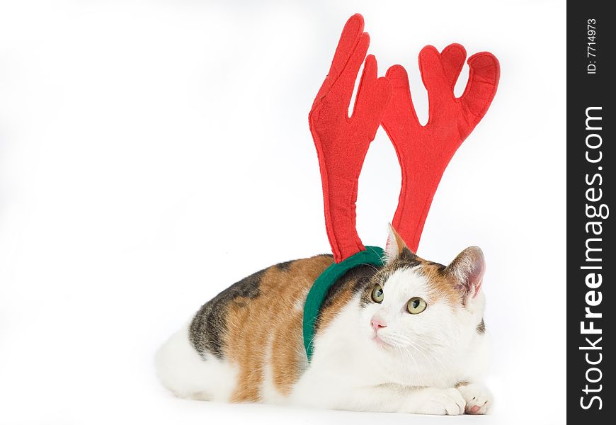 Cat dressed as a reindeer, isolated on white background