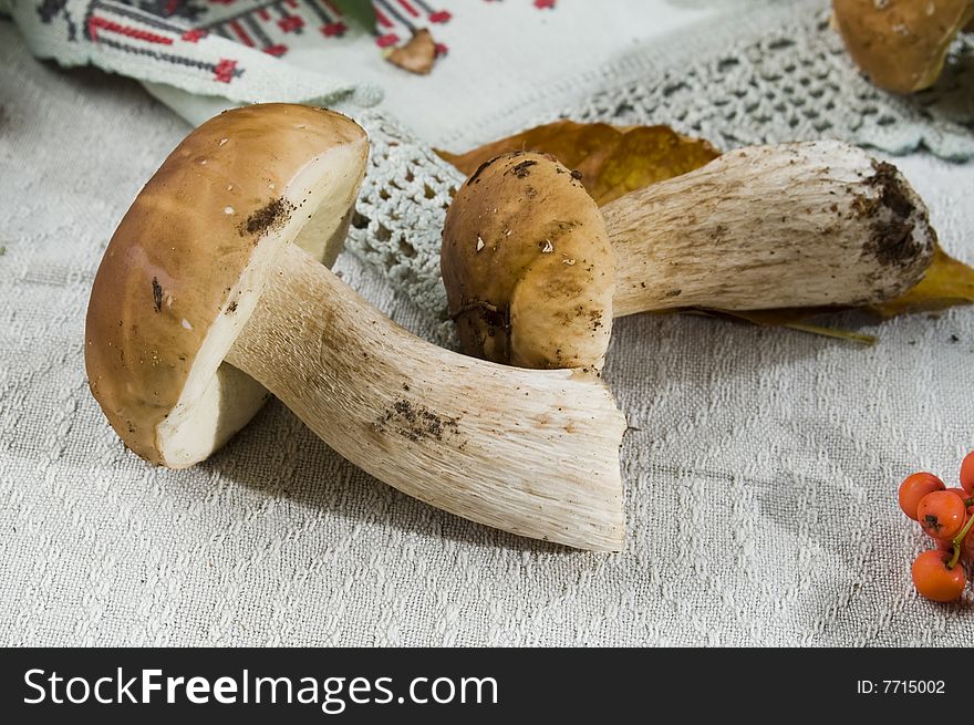 Two mushrooms on a table-cloth