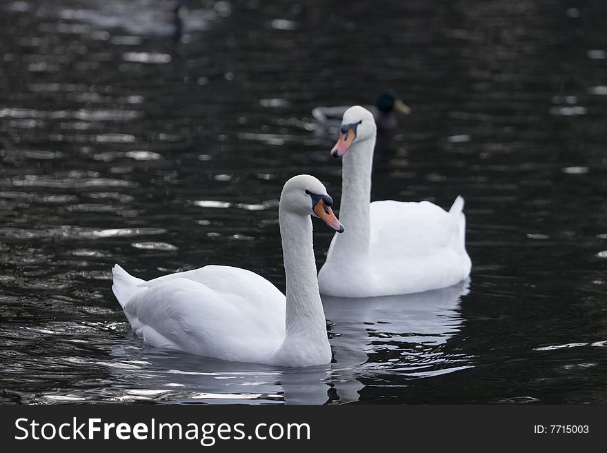 Swans pair in cold water