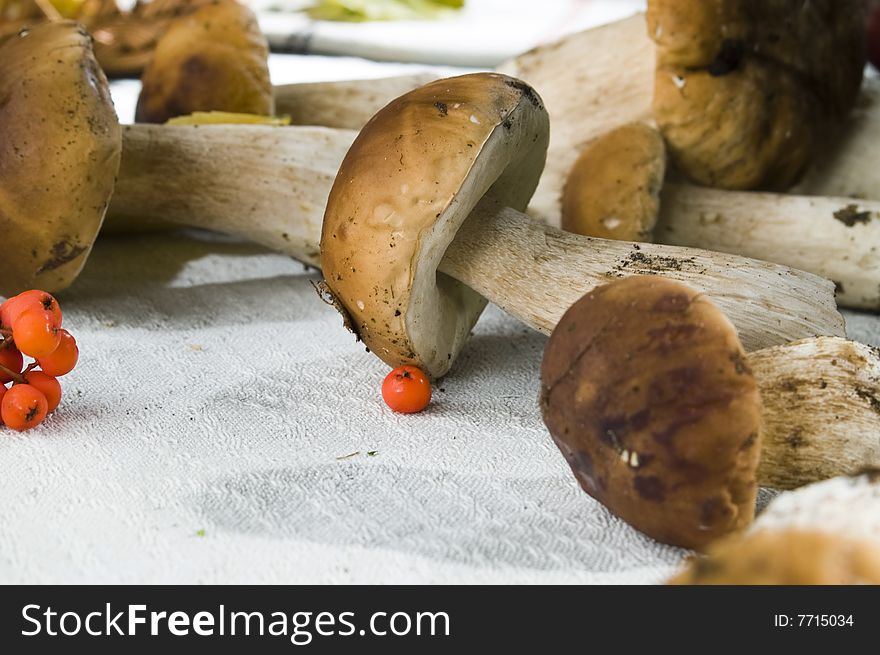 Wild ash and mushrooms on a table -cloth