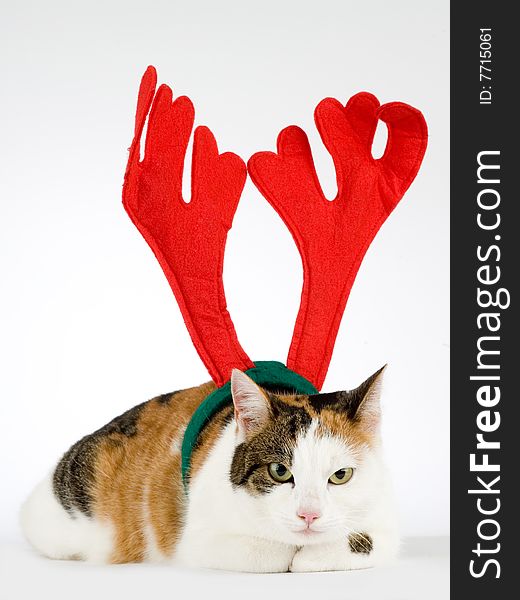 Cat dressed as a reindeer, isolated on white background