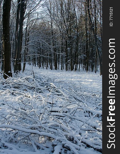 Freeze winter in snowy forest