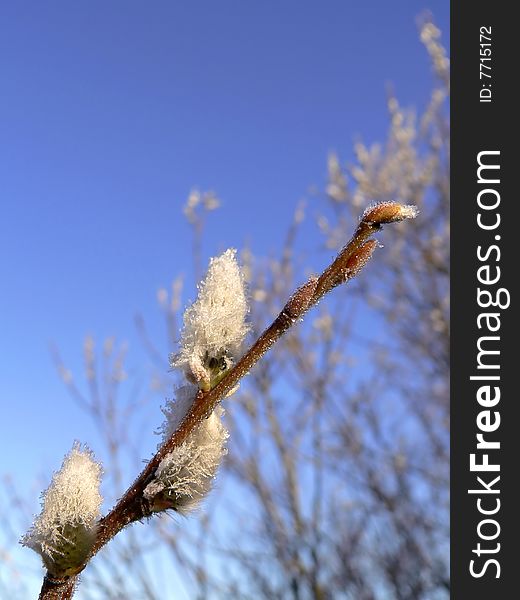 The branch of willow covered hoarfrost. The branch of willow covered hoarfrost.