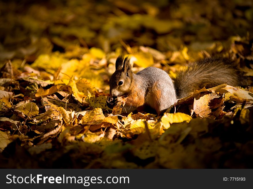 Squirrel with nut in the autumn leaves