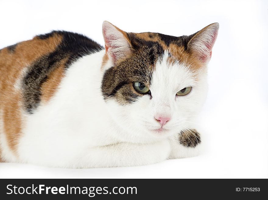 Spotted cat, isolated on white background