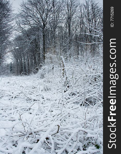 Freeze winter in snowy forest