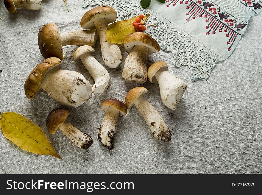 Nine beautiful mushrooms on a table-cloth