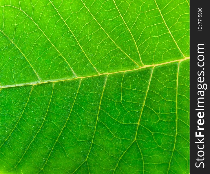 Macro Green Leaf