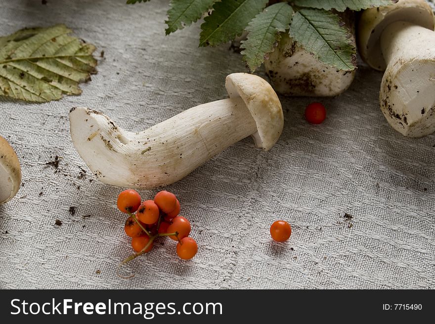 Mushroom and viburnum on a table-cloth. Mushroom and viburnum on a table-cloth