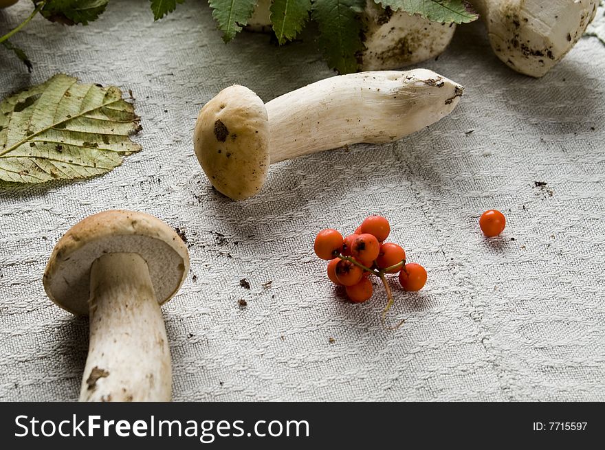 Two mushrooms and viburnum on a table-cloth