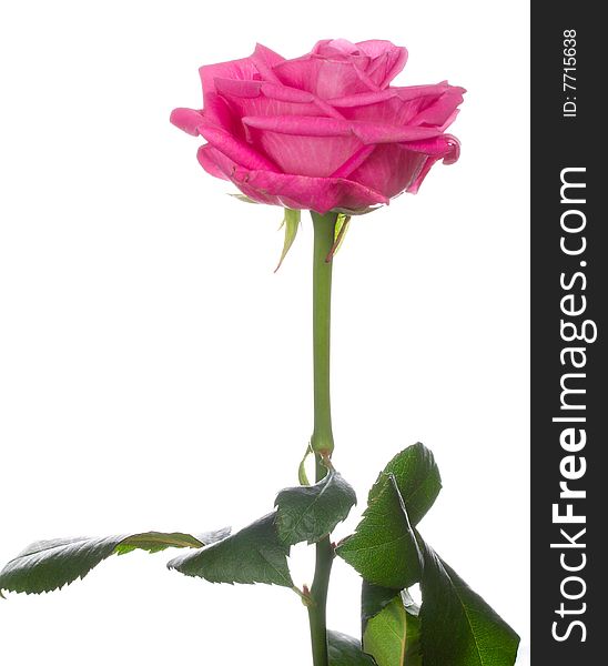Close-up single pink rose, isolated on white. Close-up single pink rose, isolated on white