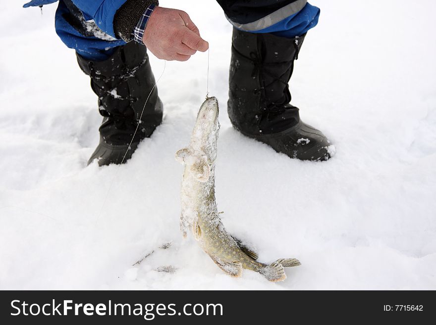 The catch. Pike caught fishing for the winter.