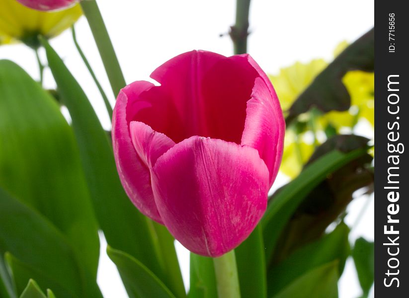 Single Tulip In Flowers Bouquet